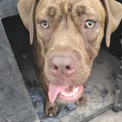 Cane corso - presa canario Puppy 5 months old