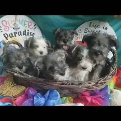 Adorable Miniature Schnauzers