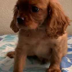 Cavalier King Charles AKC Spaniel Puppies