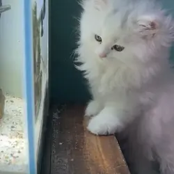 Pure White Persian Kittens (Atlanta)