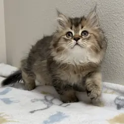 TICA British Longhair Kitten