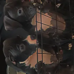 Rehoming Bully puppies
