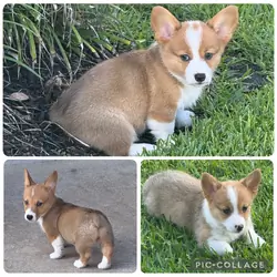 AKC Registered Pembroke Welsh Corgis