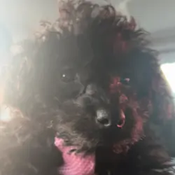 Eve the Mini poodle