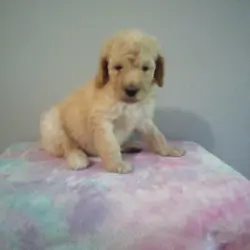 AKC Standard Poodles