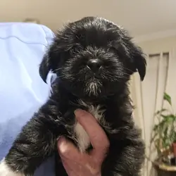 Shorkie pup - female