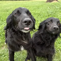 Border Collie/Irish Setter Mix