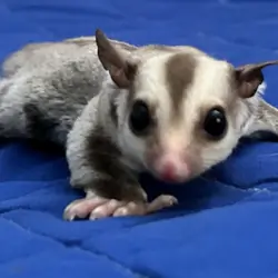 Sugar Glider Joey