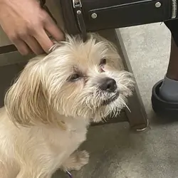 Pure bred Shih Tzu for sale!