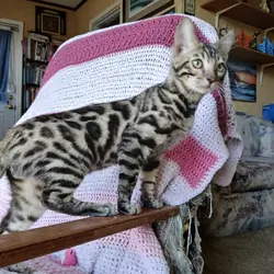 Bengal kitten