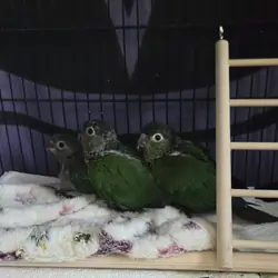 2 Beautiful Hybrid Conure Chicks