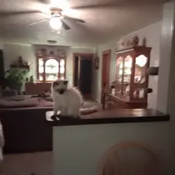 2 baby female ragdolls free to a great home