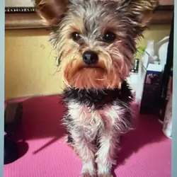 Tiny AKC Yorkshire Terrier Male 4 lbs