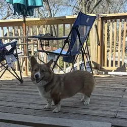 Georgia Gwen Rose AKC Female