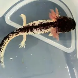 Mosaic Axolotl