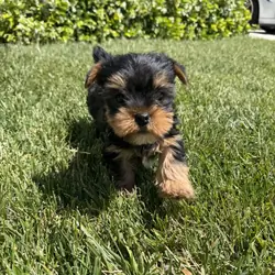 Yorkshire Terriers