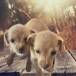 Chihuahua/Poodle Mux Puppies