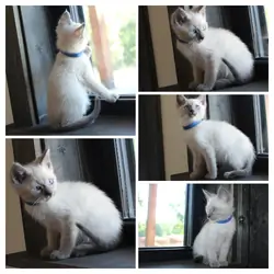 Siamese kitten