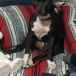All American Pitbull puppy