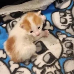 Baby kitty