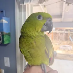 Baby Male Yellow-Naped Amazon
