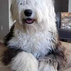 WANTED:  Old English Sheepdog Puppy