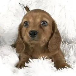 Cute loving dachshund puppies for sale