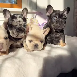 Fluffy French Bulldog puppies for sale