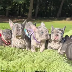 Fluffy AKC French Bulldog puppies