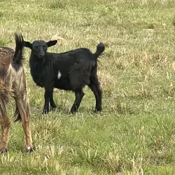 Fainting Goat Bucklings