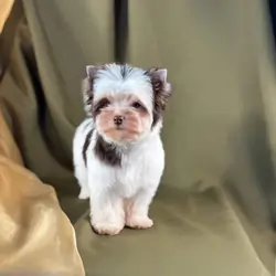 Akc registered Yorkies