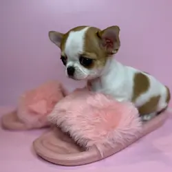 Healthy, Home-Raised Puppies Ready for Loving Home