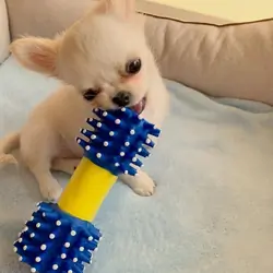 Chloe – Adorable Long Coat Chihuahua