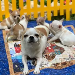 Ethically Bred Puppies Health Tested & Home Raised
