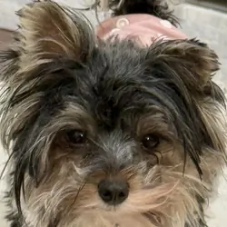Biewer terrier