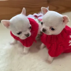 Chihuahua Puppies - Healthy and Well Socialized