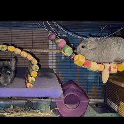 2 Paired Young Male Angora Chinchillas