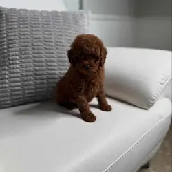 Toy poodle