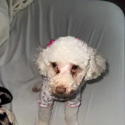 Toy poodle