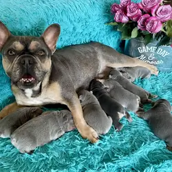 French Bulldog Puppies