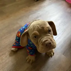 Beabull dog