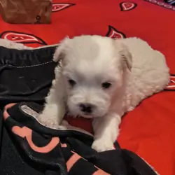 Female Pretty Tiny YorkiePoo Puppies