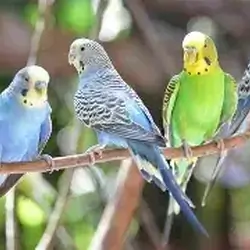 I am looking for parakeets close to West Virginia.