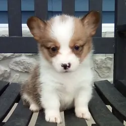 Akc Pembroke corgi puppy