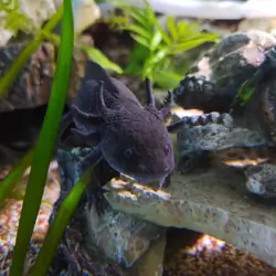 Axolotl