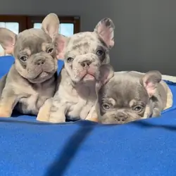 Akc Registered French Bulldog puppies for sale