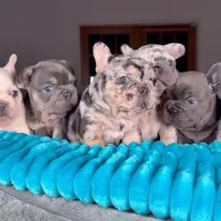 French bulldog