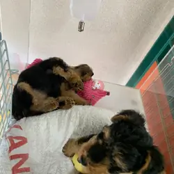 Akc registered Welsh Terrier for sale