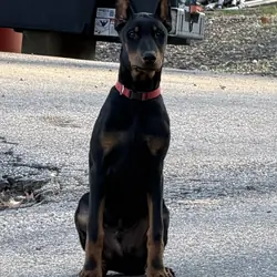 Doberman Pinscher