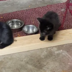 Kitten 7 weeks old